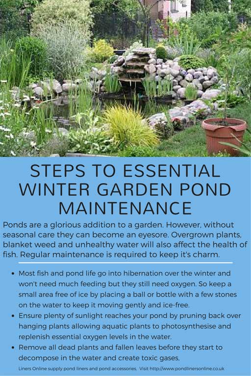 Infographic list steps to essential garden pond care